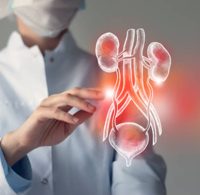 Female doctor touches virtual Bladder and Kidneys in hand. Blurred photo, handrawn human organ, highlighted red as symbol of disease. Healthcare hospital
